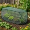 plant cover